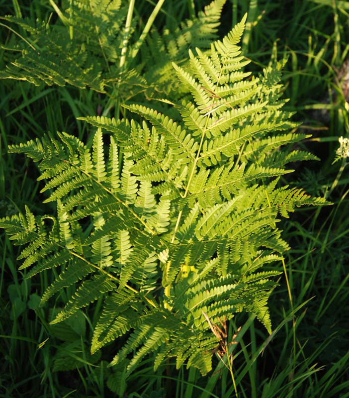 Image of Pteridium pinetorum specimen.