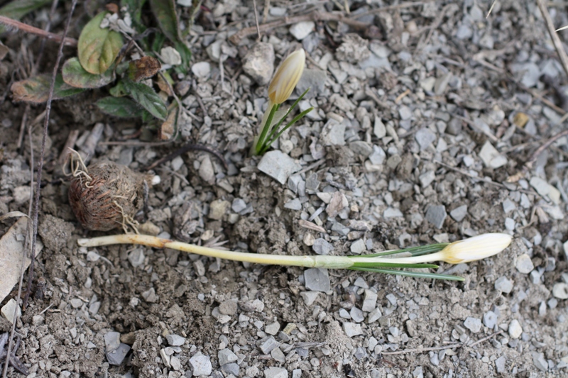 Image of Crocus reticulatus specimen.