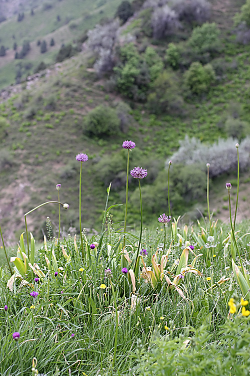 Image of Allium stipitatum specimen.