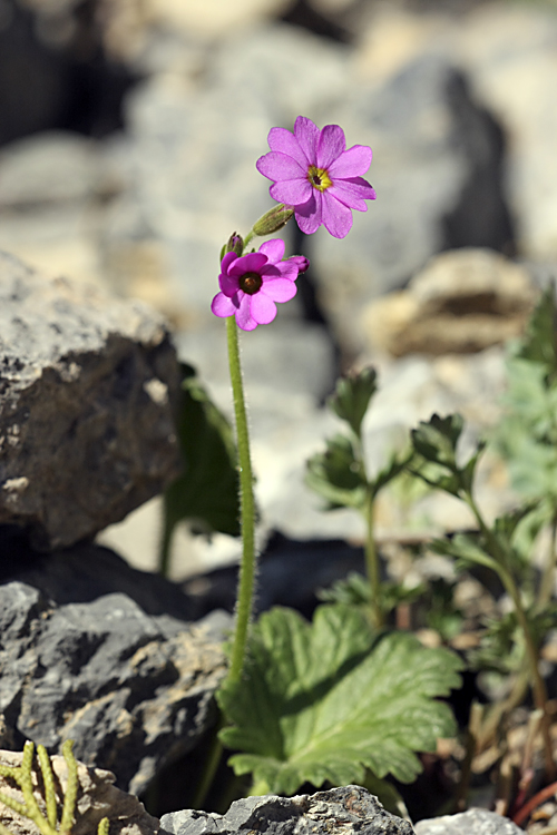 Image of Primula minkwitziae specimen.