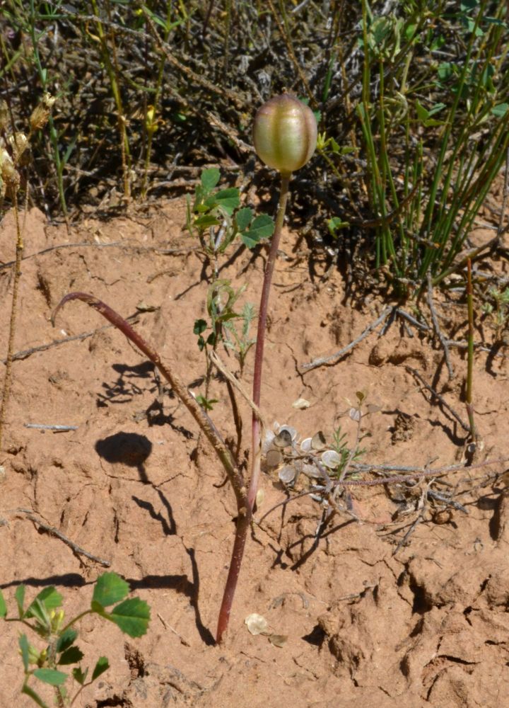 Image of Tulipa biflora specimen.