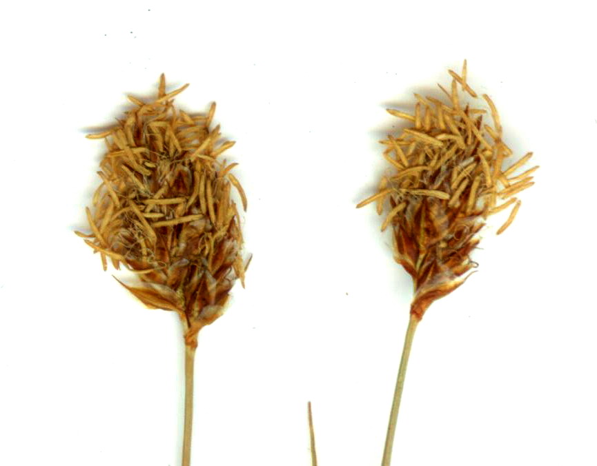 Image of Carex sajanensis specimen.