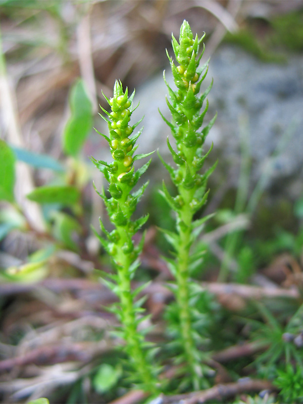 Image of Selaginella selaginoides specimen.