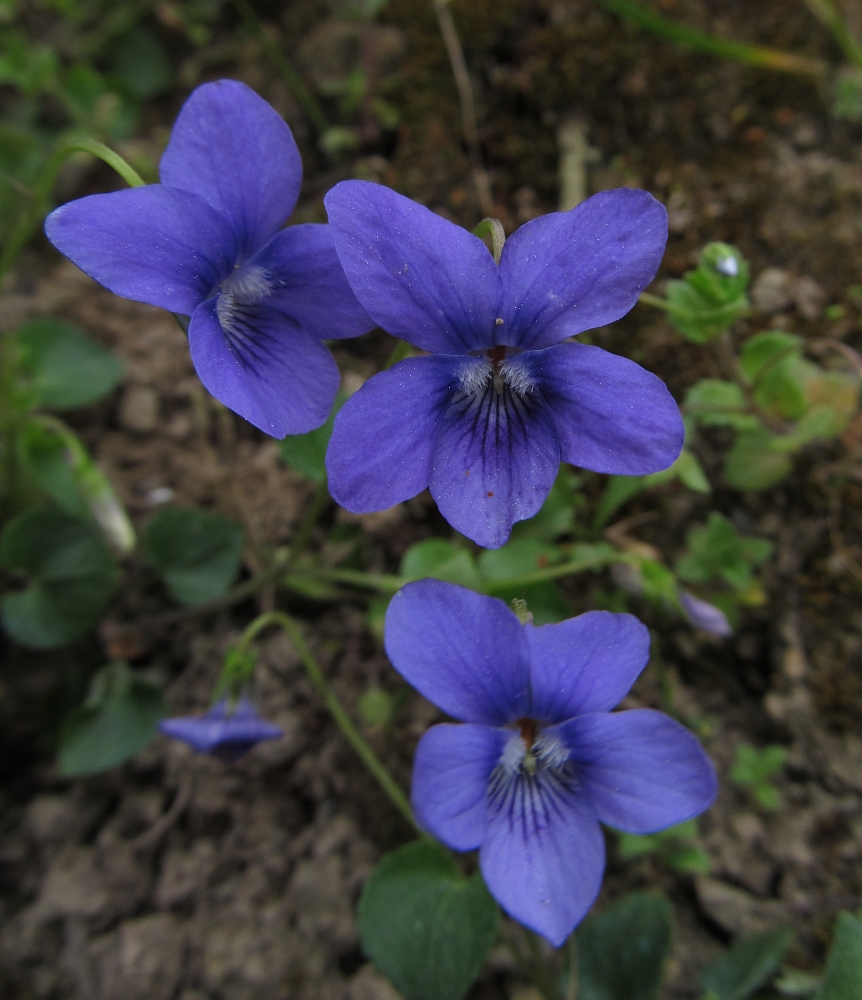 Изображение особи Viola riviniana.