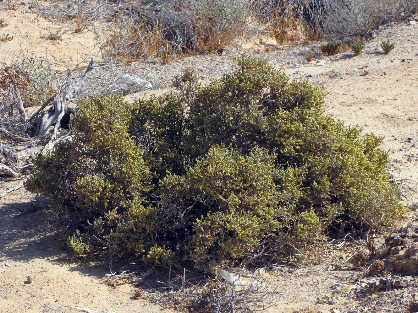 Image of Anabasis articulata specimen.