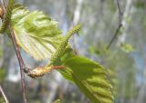 Betula pendula. Часть побега с женскими соцветиями. Новосибирская обл., Искитимский р-н, пгт Линёво, берёзовая роща. 14 мая 2012 г.