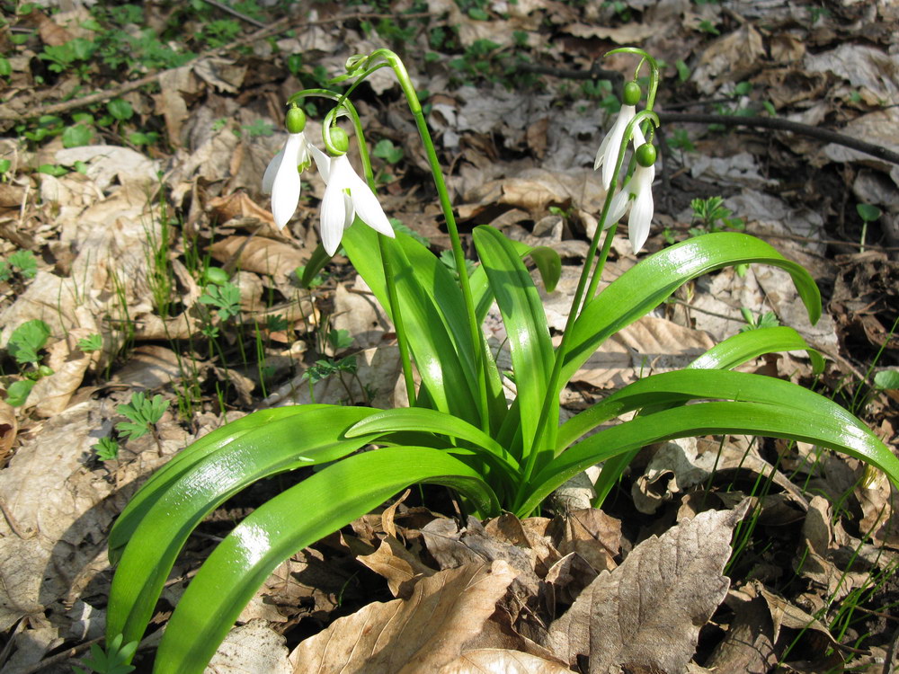 Image of Galanthus woronowii specimen.