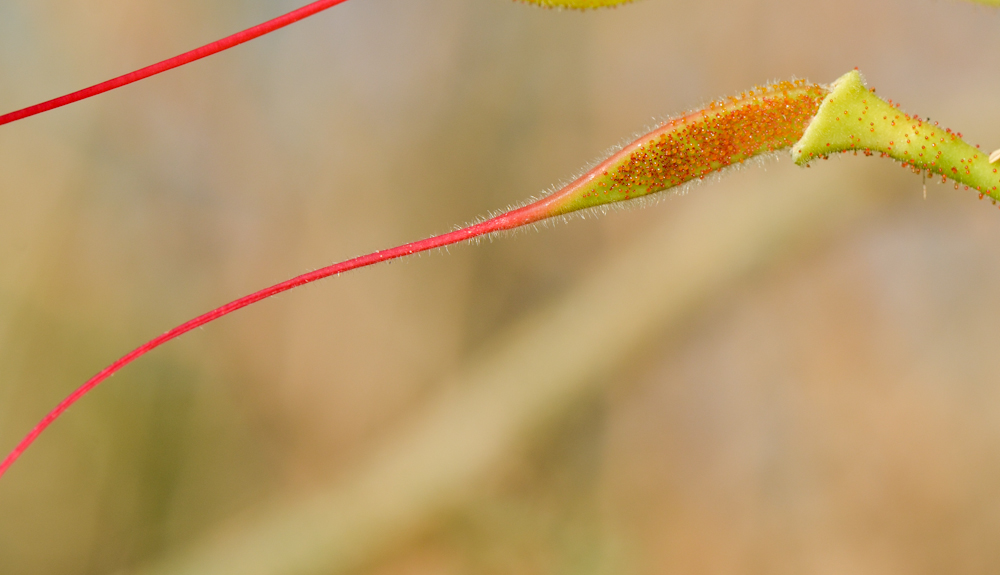 Image of Caesalpinia gilliesii specimen.