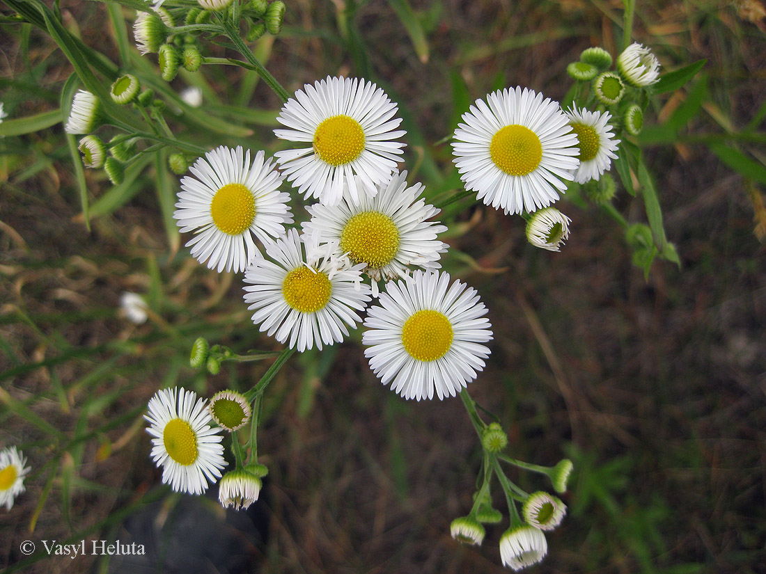 Image of Erigeron strigosus specimen.