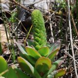 Orostachys malacophylla. Расцветающее растение. Приморский край, Уссурийский р-н, окр. с. Монакино. 17.06.2012.