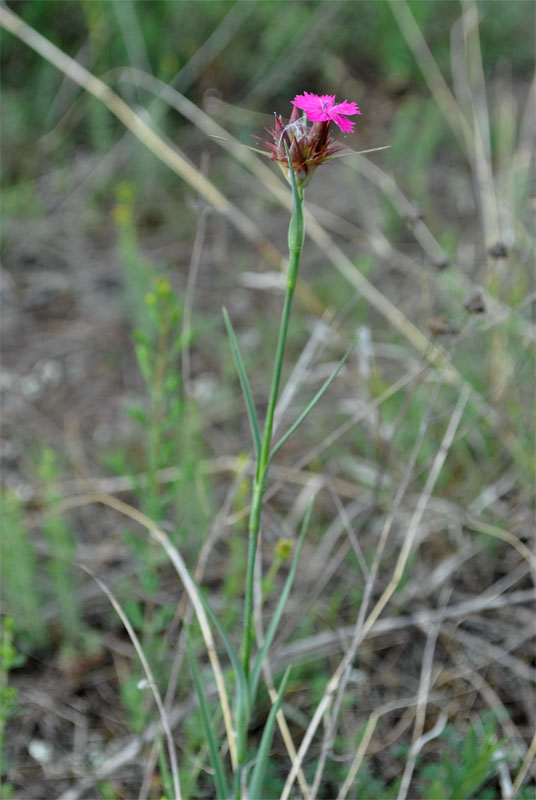 Изображение особи Dianthus subulosus.