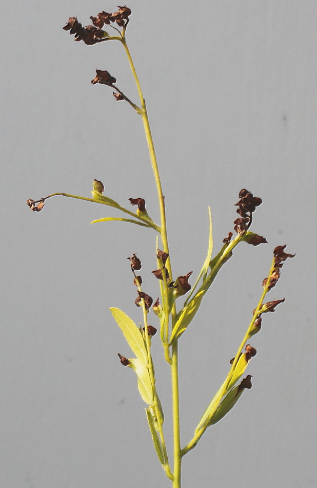 Image of Gleditsia triacanthos specimen.