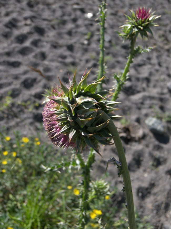 Image of Carduus thoermeri specimen.