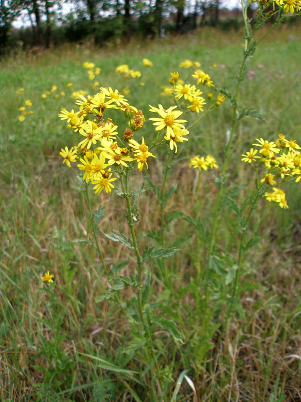 Image of Senecio grandidentatus specimen.