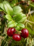 Vaccinium vitis-idaea. Верхушка побега со сплюснутыми плодами. Полярный Урал, долина руч. Кемьрезьрузь. 08.08.2012.