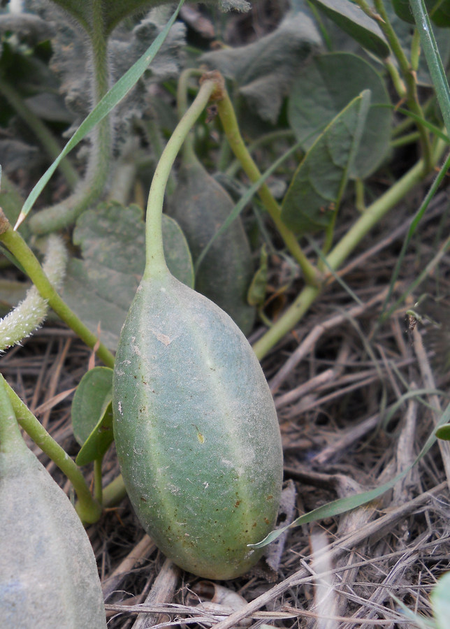 Image of Capparis herbacea specimen.