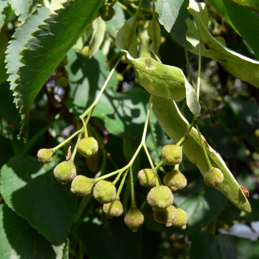 Image of Tilia platyphyllos specimen.