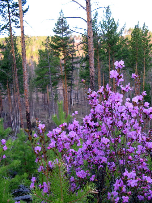 Image of Rhododendron ledebourii specimen.