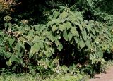 Hydrangea aspera ssp. sargentiana