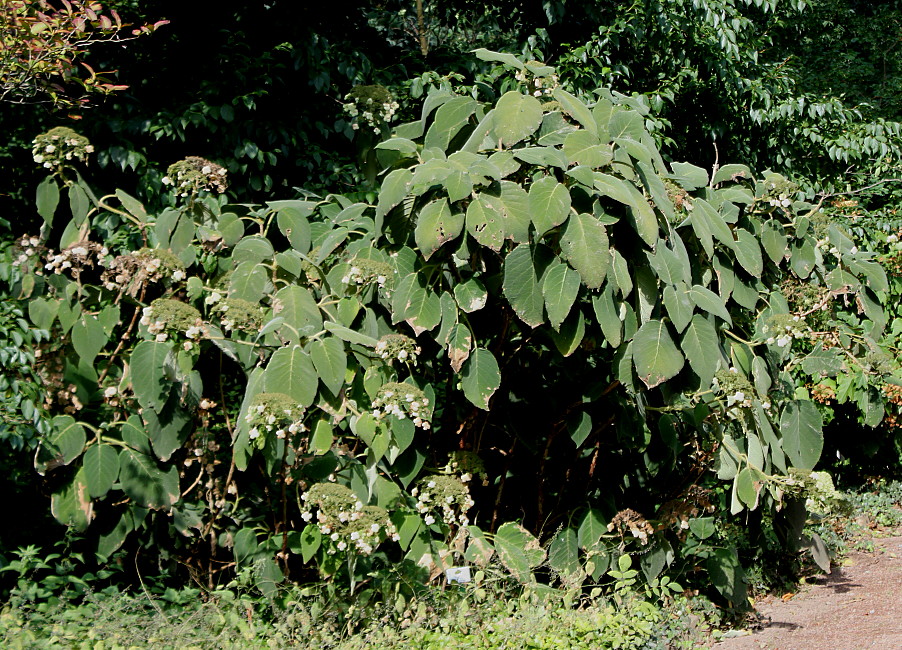 Image of Hydrangea aspera ssp. sargentiana specimen.