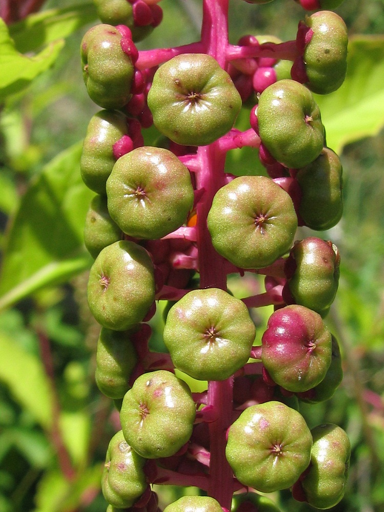 Image of Phytolacca americana specimen.