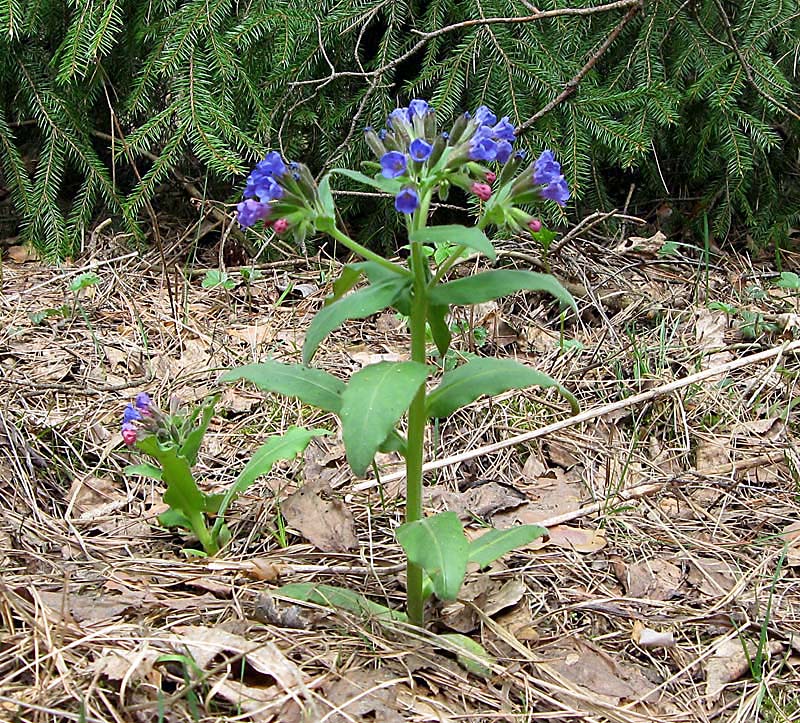 Изображение особи Pulmonaria mollis.