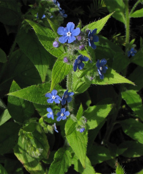 Изображение особи Pentaglottis sempervirens.