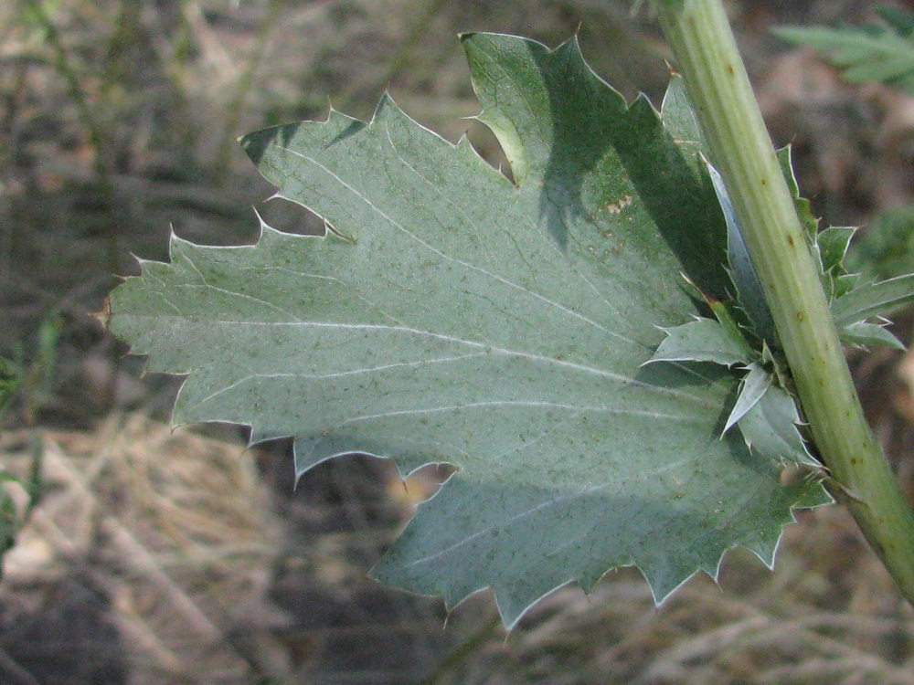 Изображение особи Eryngium planum.