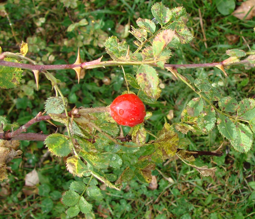 Image of genus Rosa specimen.