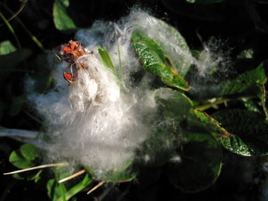 Image of Salix polaris specimen.