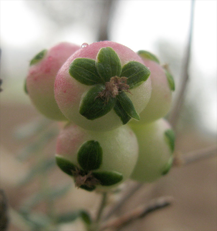 Изображение особи Sarcopoterium spinosum.