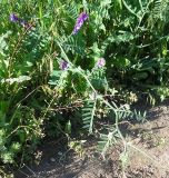 Смотреть изображение Vicia villosa