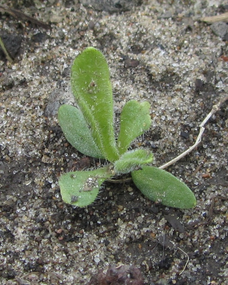 Image of Silene nutans specimen.