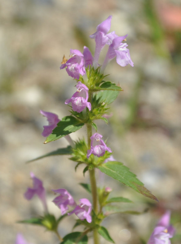 Image of Galeopsis ladanum specimen.