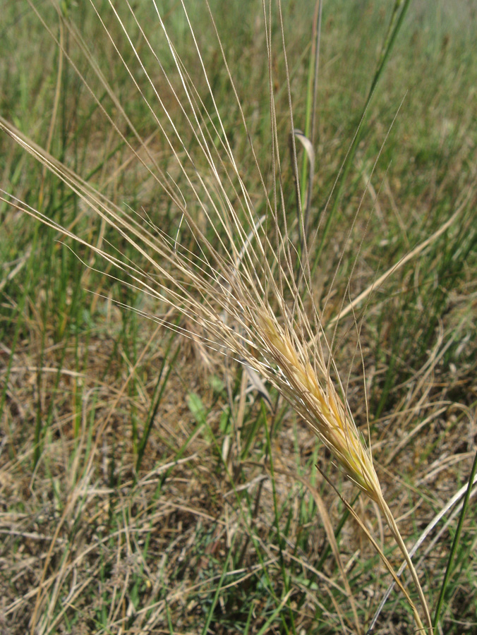 Image of Secale sylvestre specimen.