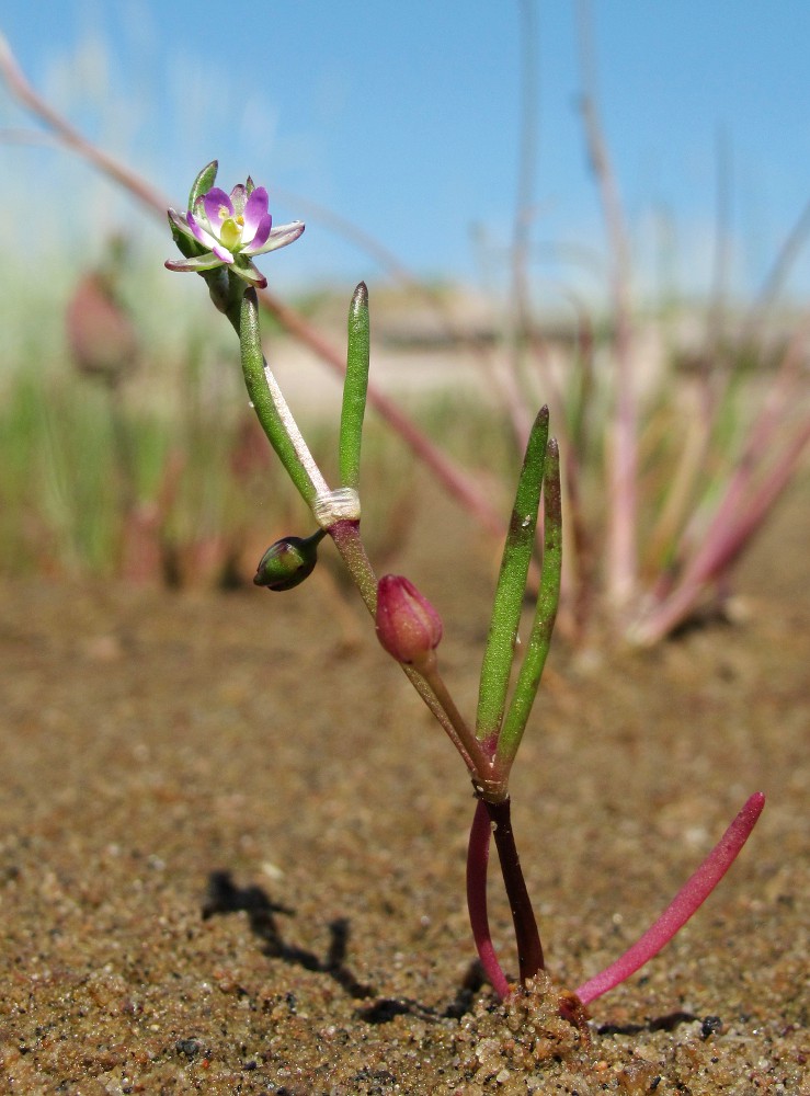 Image of Spergularia marina specimen.