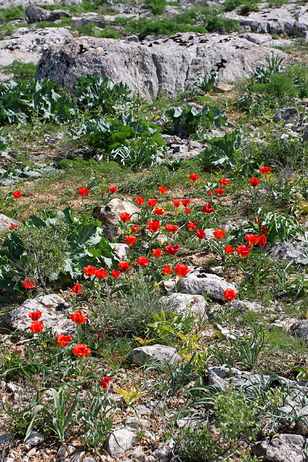 Image of Tulipa greigii specimen.