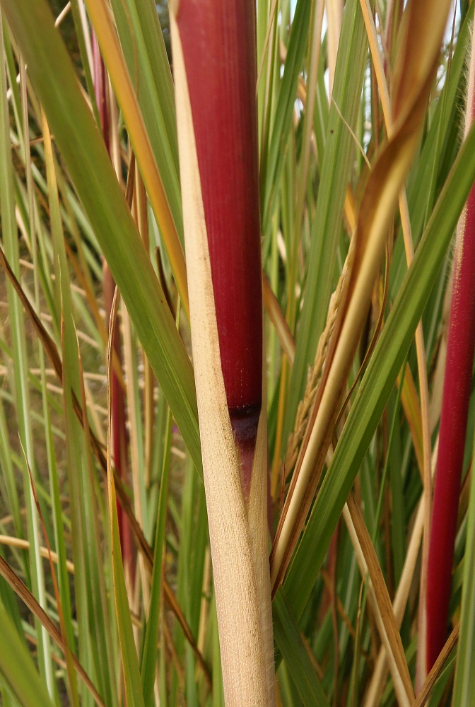 Image of genus Saccharum specimen.