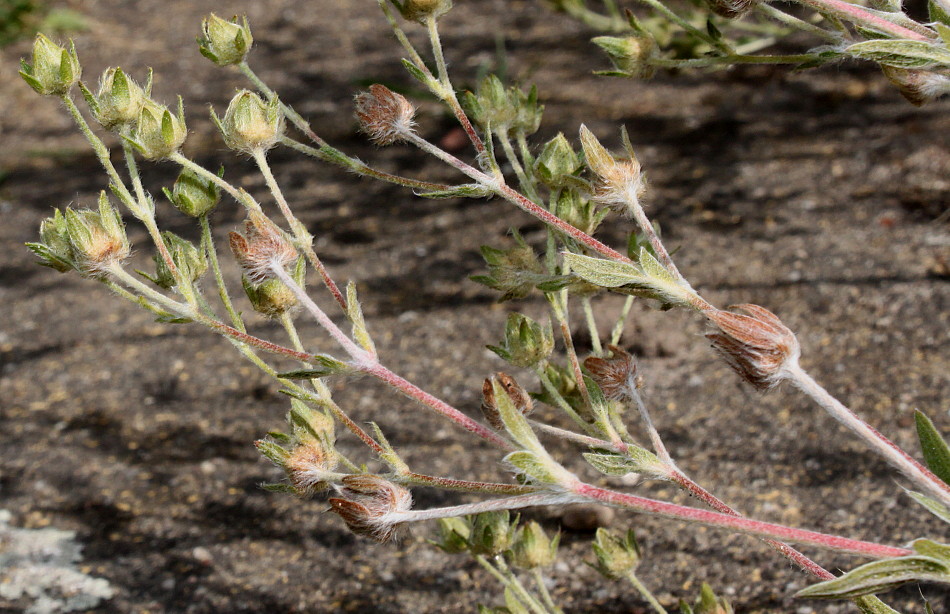 Image of genus Potentilla specimen.