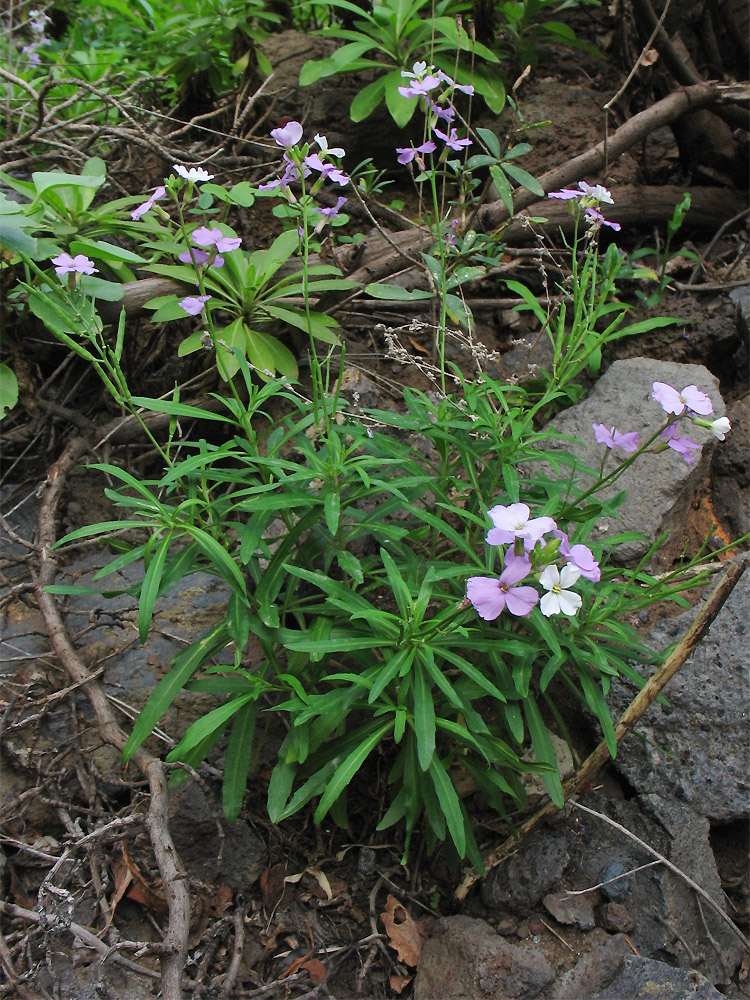 Image of Erysimum bicolor specimen.