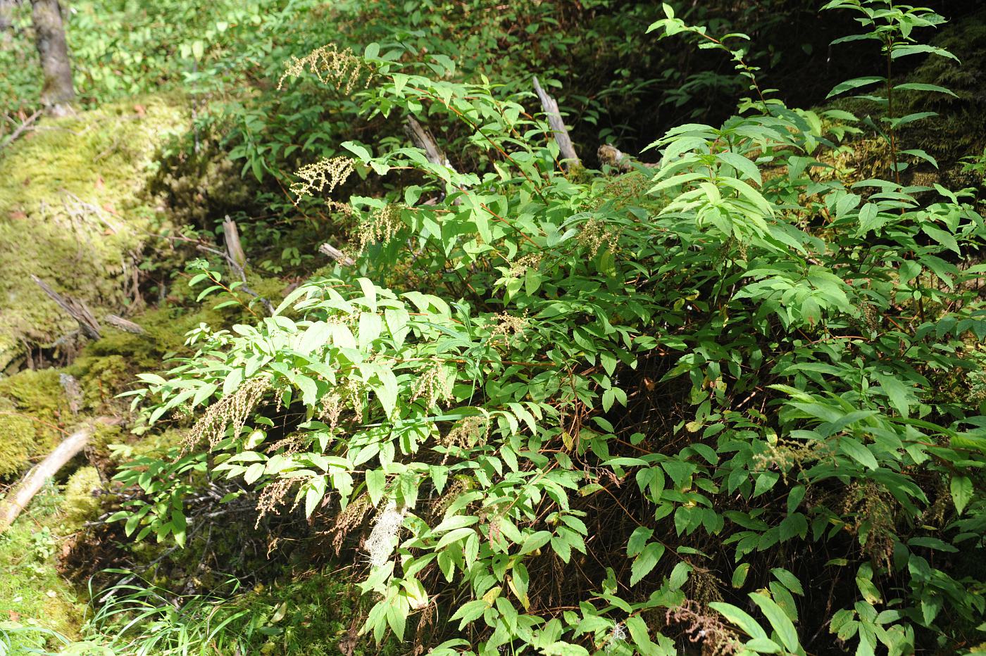 Image of Spiraea schlothgauerae specimen.