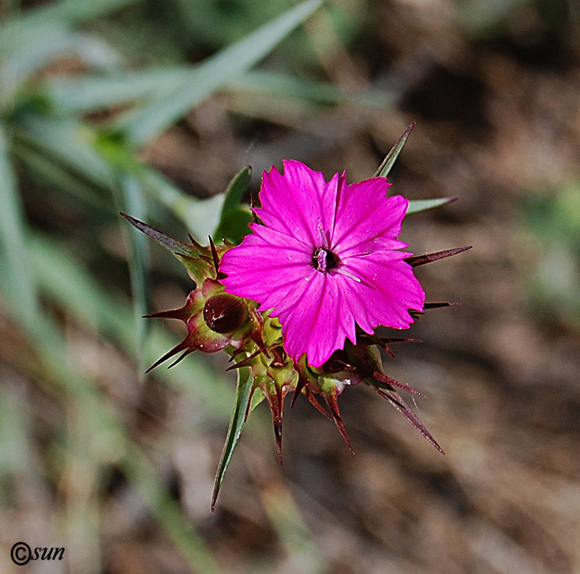 Image of Dianthus capitatus specimen.