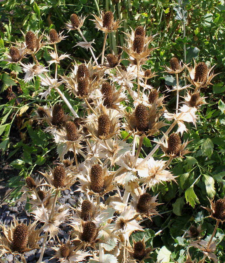 Image of Eryngium giganteum specimen.