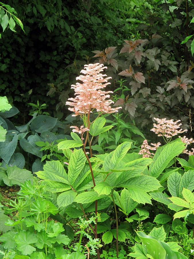 Image of genus Rodgersia specimen.