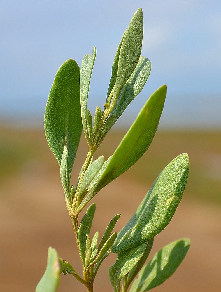 Image of Halimione verrucifera specimen.