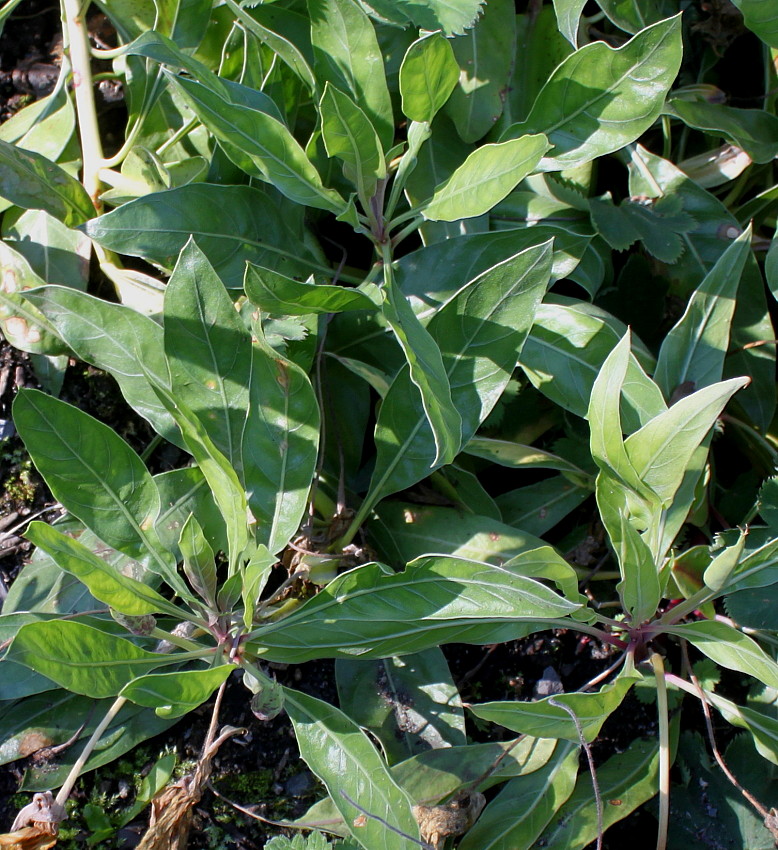 Image of Oenothera macrocarpa specimen.