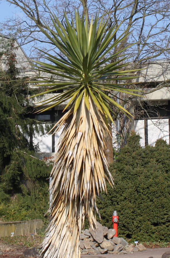 Image of Yucca aloifolia specimen.