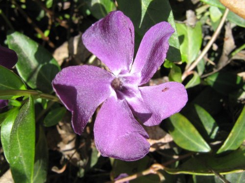 Изображение особи Vinca major.