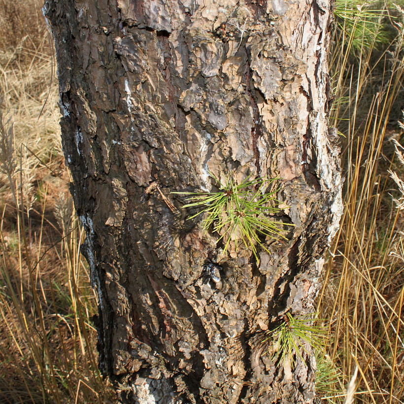 Image of Pinus rigida specimen.