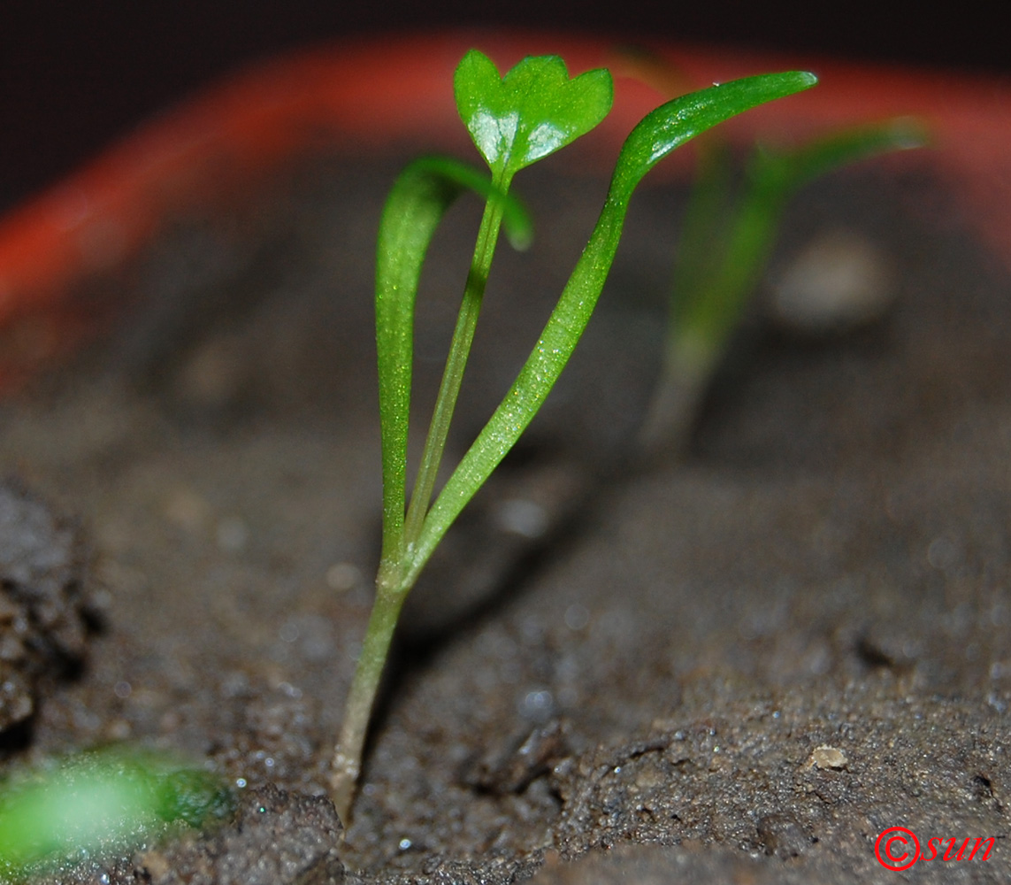 Изображение особи Crithmum maritimum.